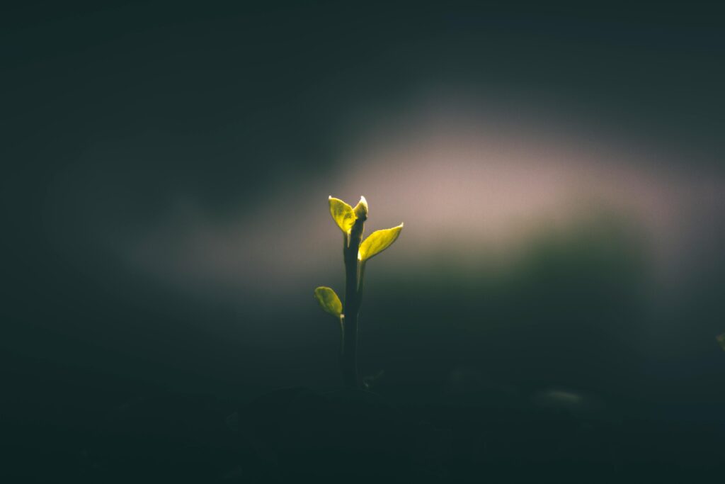 A young plant sprouting in low light symbolizes growth and new beginnings.